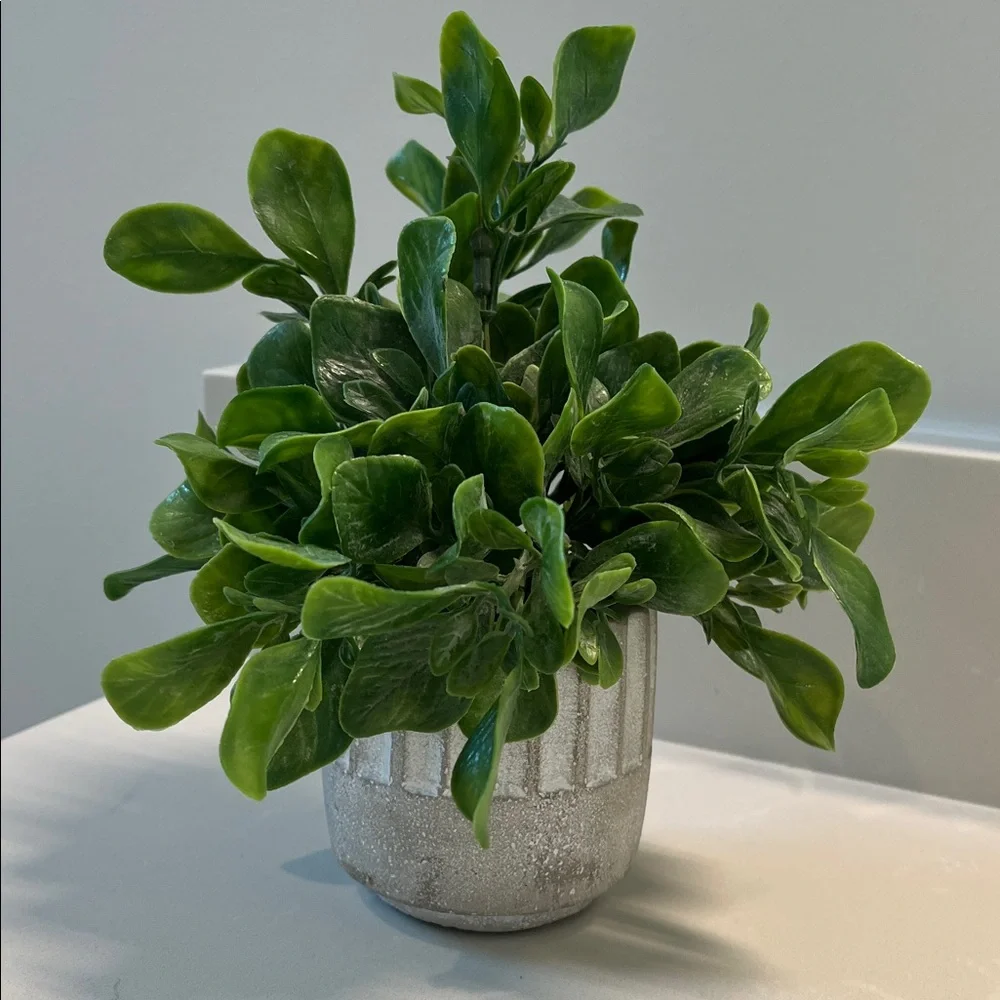 Faux Jade Plant in Stone Pot Home Decor - Picture 6 of 6